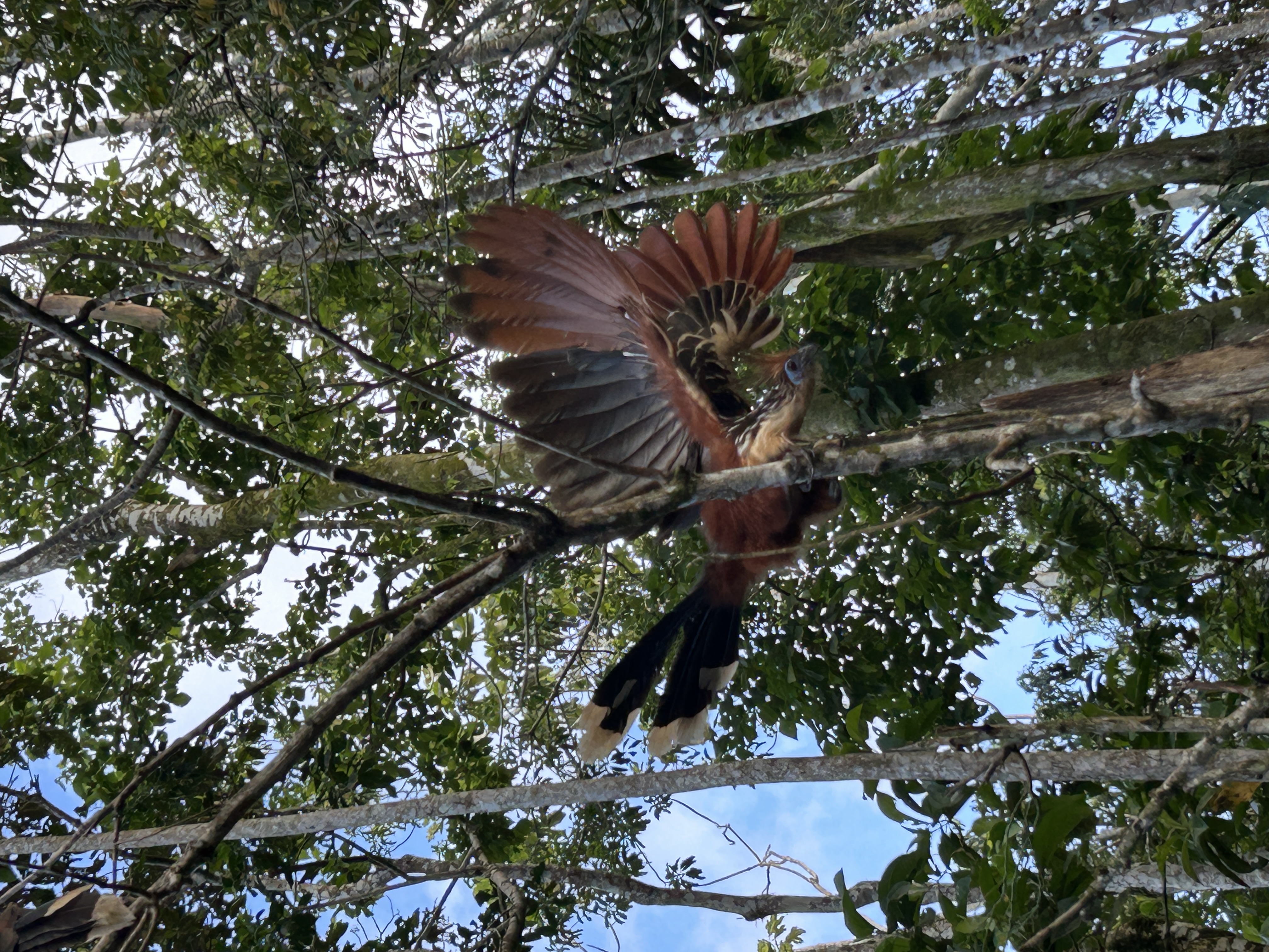 Hoatzin — prehistoric Amazon bird