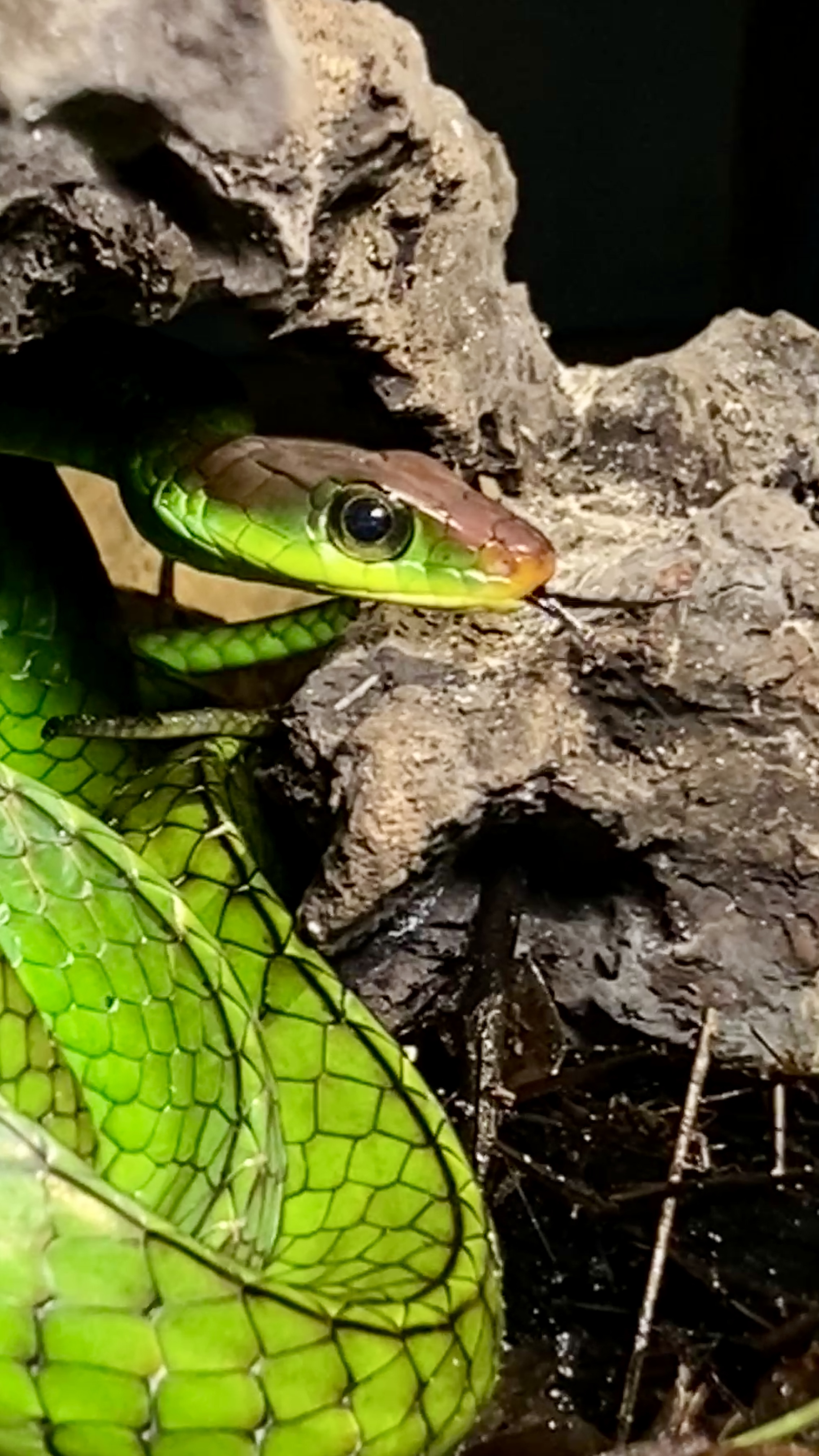 Snake — Amazon jungle