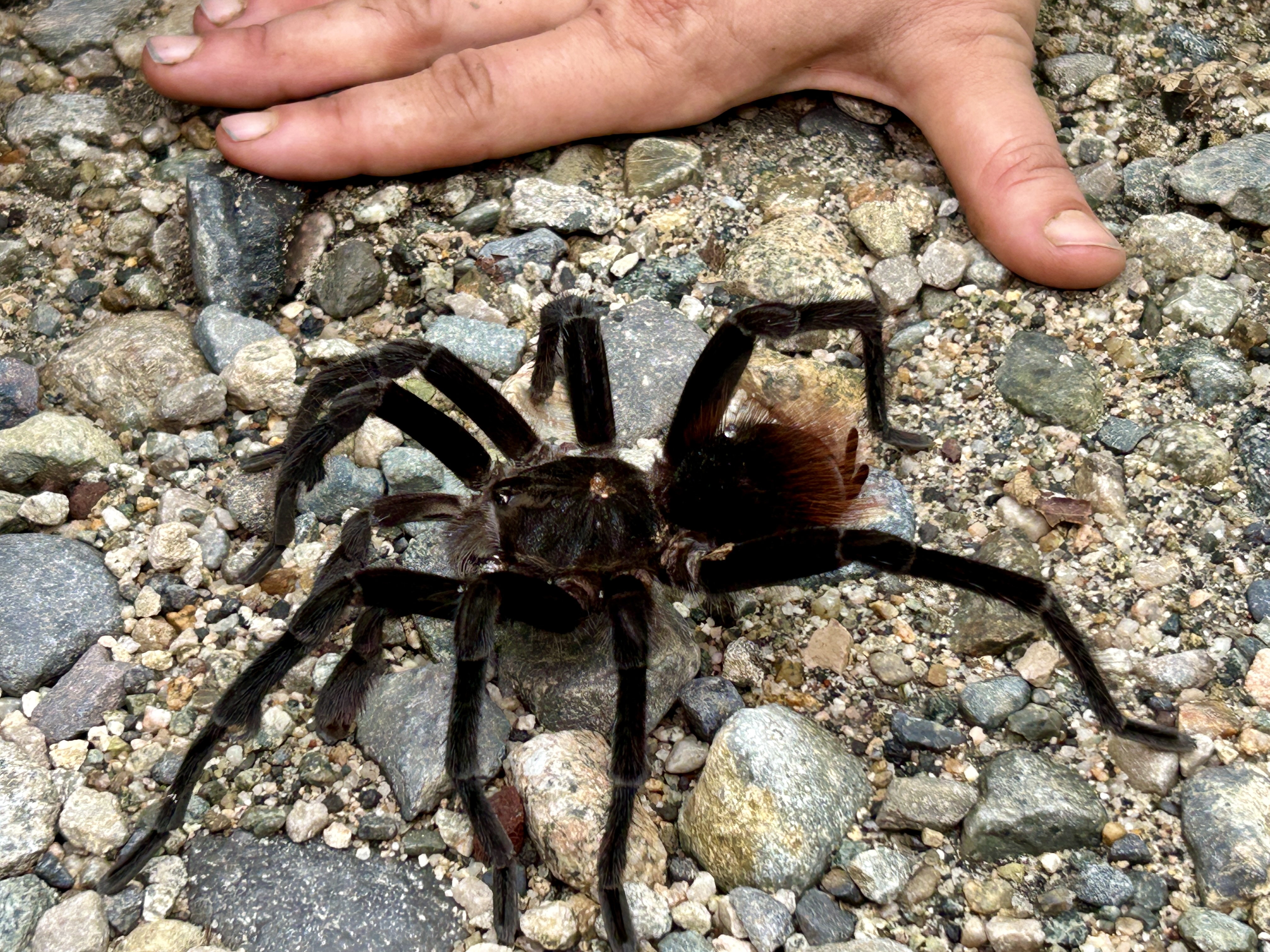 Tarantula — Ecuador